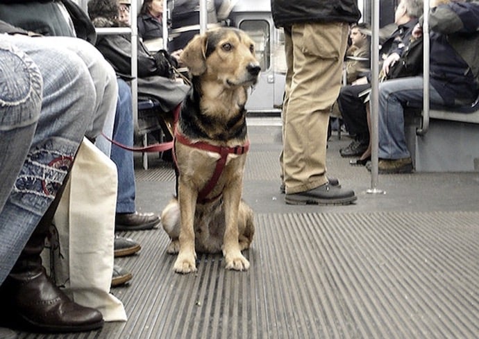 Pour des transports en commun qui n’excluent pas les animaux et leurs propriétaires.