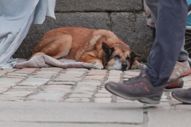 « Dans la ville »: Chienne de vie